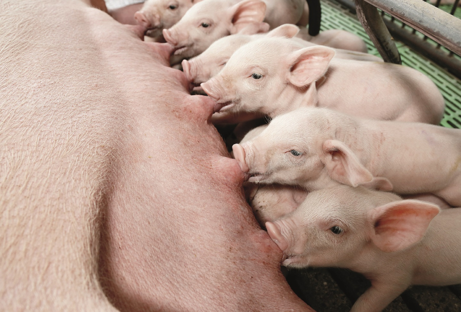 Saúde intestinal e conversão alimentar: pontos-chave para o sucesso dos suínos