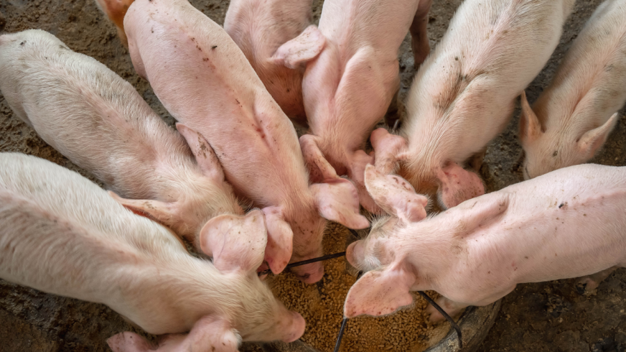 Enzimas ganham importância no pacote nutricional dos suínos